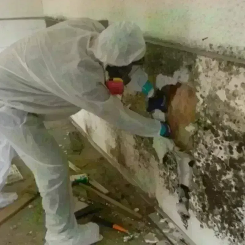 Mold Remediation and Removal in Montague, MA